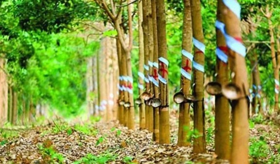 印度2022財年的天膠產量或無法達到目標 印度2022財年的天膠產量或無法達到目標