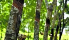 天然橡膠價格將上漲？3月天然橡膠能否擺脫頹勢？