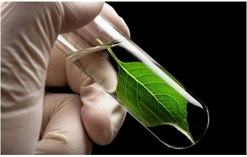 博拉表示，通過將生物基納米纖維素加入橡膠混煉膠中，提高了輪胎滾動阻力和車輛燃油經(jīng)濟(jì)性。