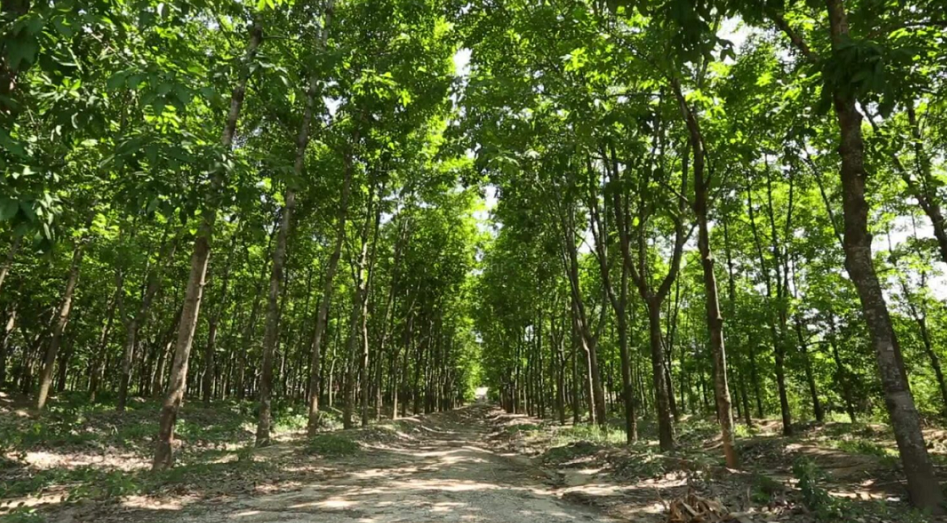不過，中化國際近年來不斷聚焦以化工新材料為核心的精細(xì)化工主業(yè)，今年年中，橡膠業(yè)務(wù)占到中化國際整體營收的18.96%。