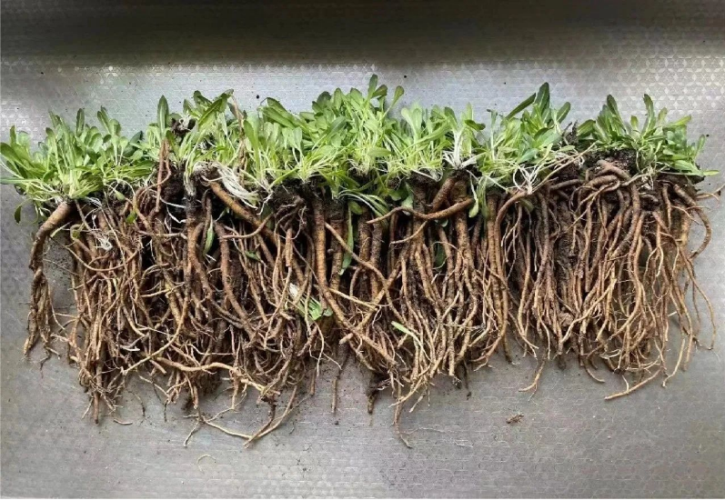 玲瓏著眼未來，搶占研究制高點，早在2012年已成功應用植物油替代石油類增塑劑，大大提升膠料可再生材料比例，同時開啟以蒲公英橡膠為主，兼顧銀膠菊橡膠和我國特有杜仲橡膠的第二天然橡膠的開發計劃。
