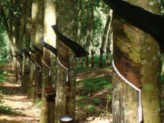 泰南11府橡膠產(chǎn)量受洪災(zāi)沖擊