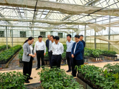 廣墾熱作所迎調研，南藥橡膠種苗繁育獲肯定