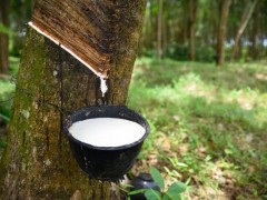 緬甸2025 - 2026財年橡膠出口量預期出爐